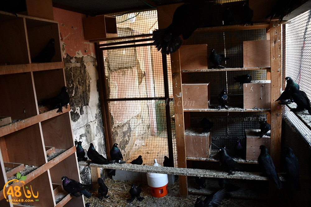 zohdi 3ashoor (89).jpeg